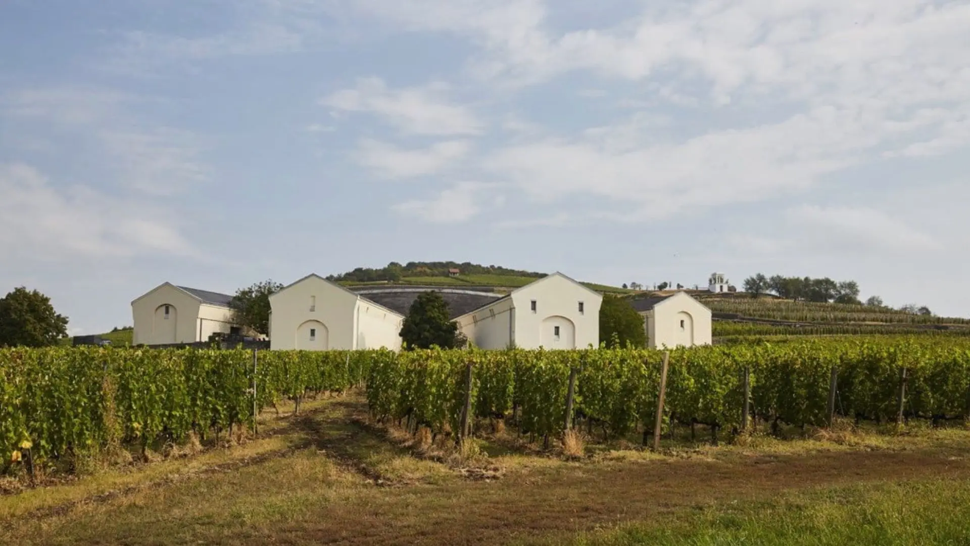tokaj disznoko