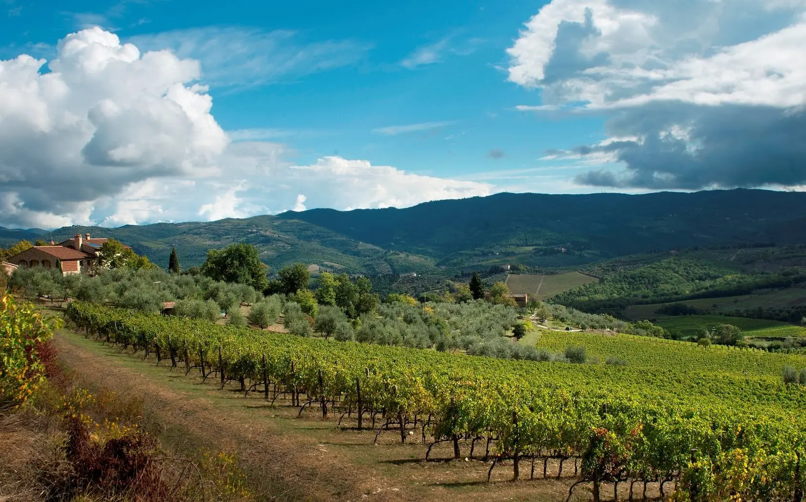 Cinciole Cinciole vineyards