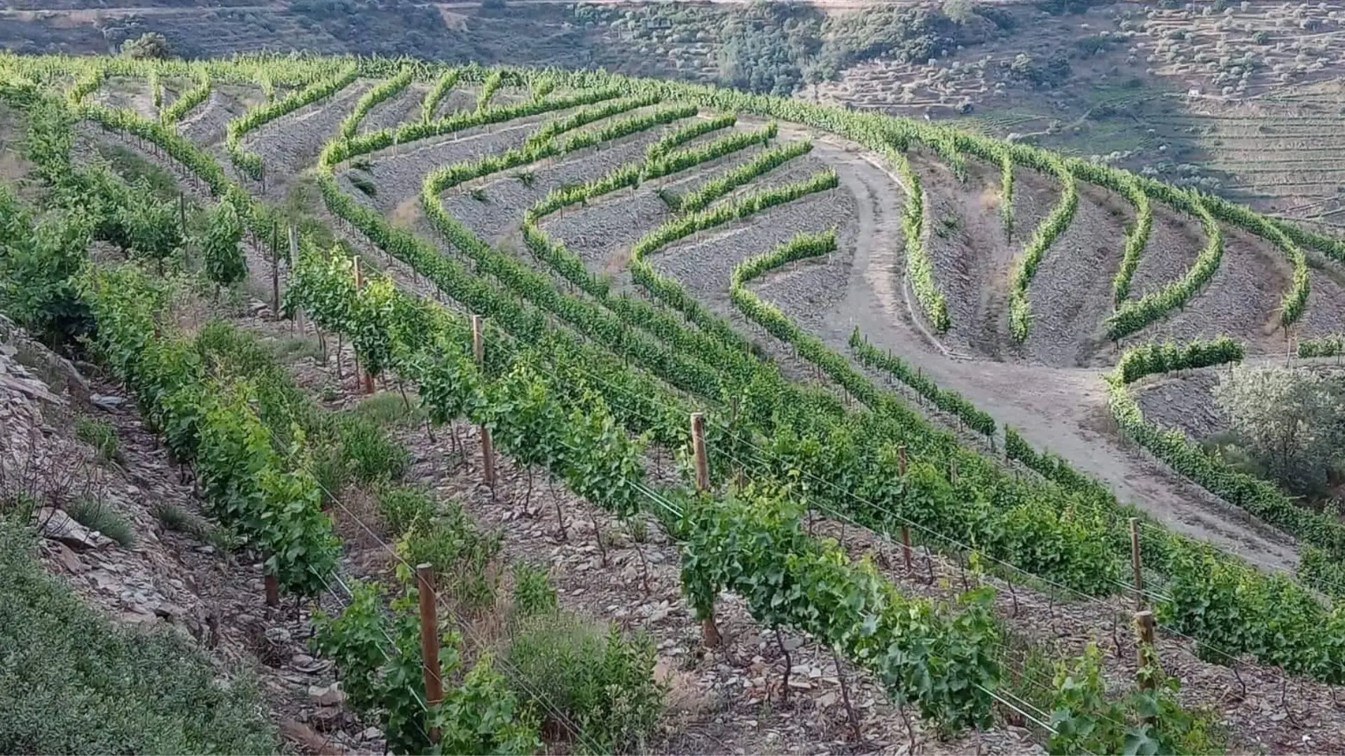Quinta da Furada Quinta da Furada vineyards