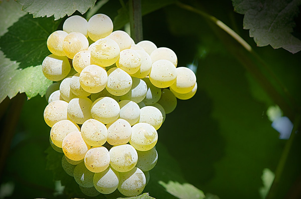 Quinta da Rasa - Discover the wines of the Quinta da Raza produced with the Alvarinho grape variety