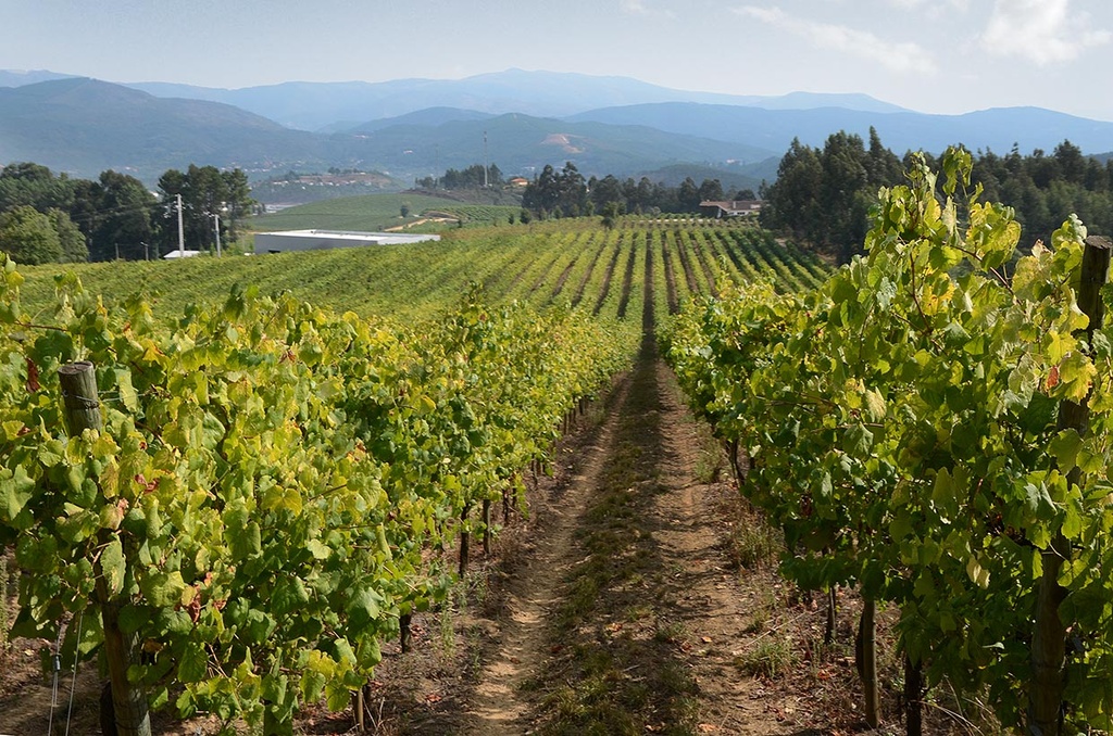 Quinta da Raza - Walking Trail through the Vineyards, Organic Vegetable Garden, and Animal Farm with Wine Tasting