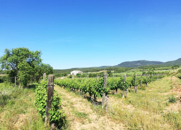 miquel-jane-catalonia.webp