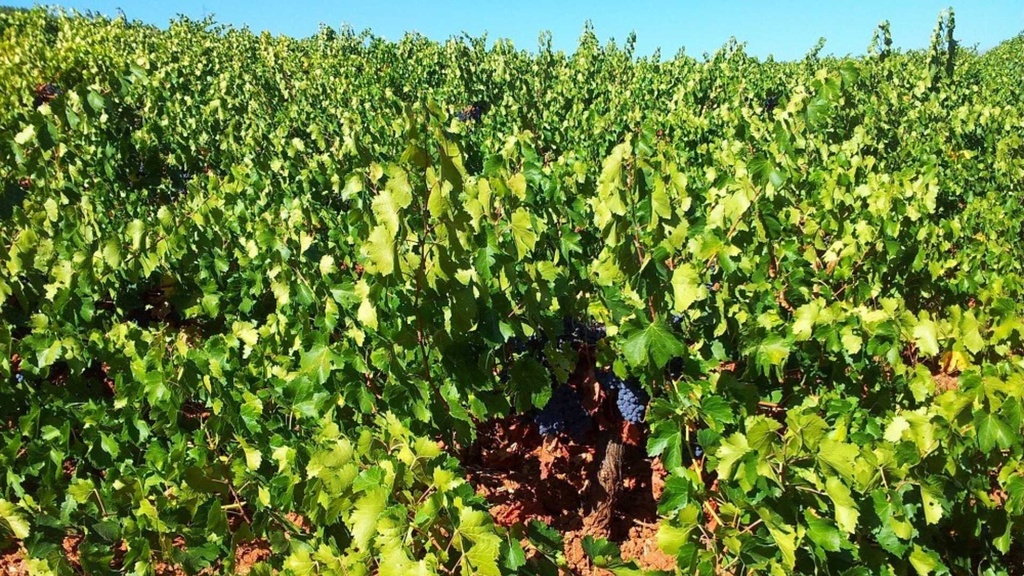 Cortijo El Cura Eco-Bodega vinayards.jpg