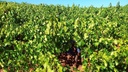 Cortijo El Cura Eco-Bodega vinayards.jpg
