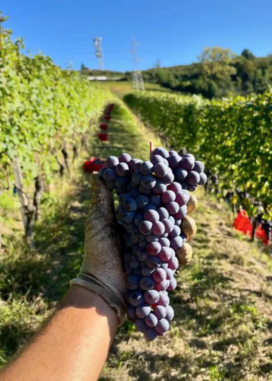 massimo-rivetti-vineyards-piedmont-italy.webp