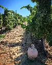 Bodega Manuel Aragon, experience2.webp