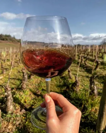 France, Burgundy, Château de Chamirey - Discovery tasting