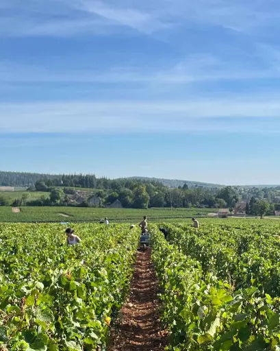 France, Burgundy, Château de Chamirey - Getaway in 4x4 in the heart of the vineyards