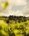 castello-di-albola-tuscany-wine-experience.webp