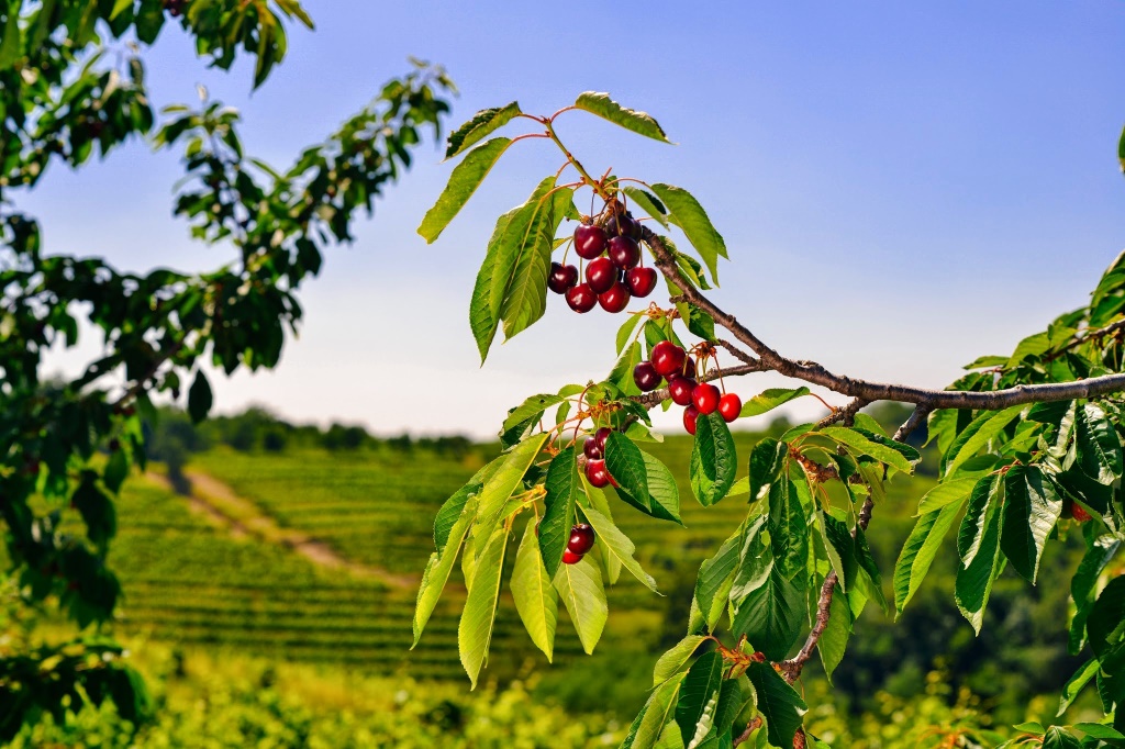 Slovenia Explorer - From Ljubljana: Goriska Brda - Wine Tasting Private Day Trip