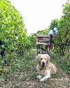 Corte Archi vineyards.webp