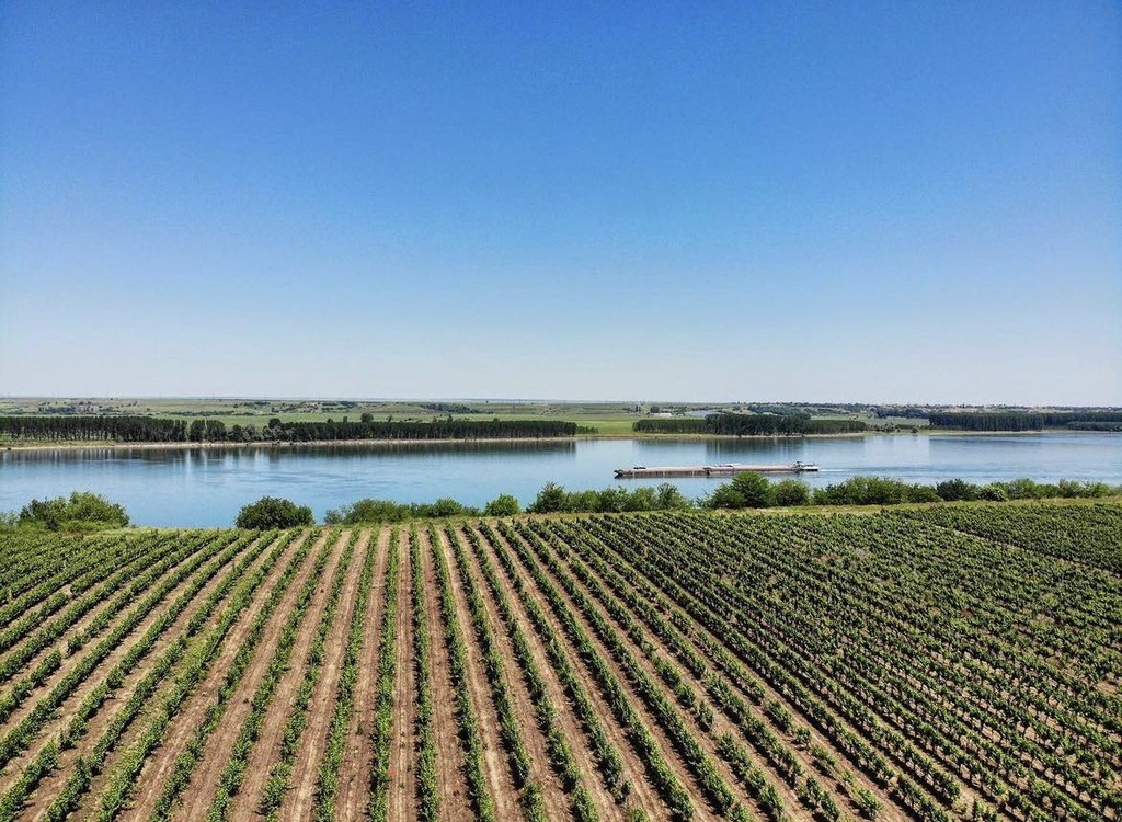 Bononia - Wine tasting in the vineyard