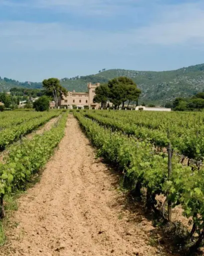 Spain, Catalonia, Bodegas Torre Del Veguer - Wine pairing & Cheeses