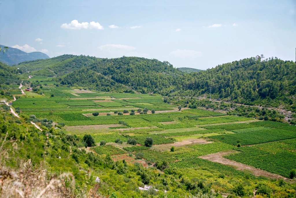 Black Island Winery - Excursion through the vineyards