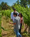 maquis-wines-chile-vineyard-tour.webp