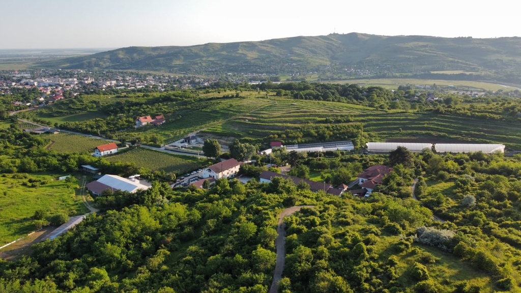 Unveil Romania - From Bucharest: Wine Tasting Tour in Dealu Mare Wine Region