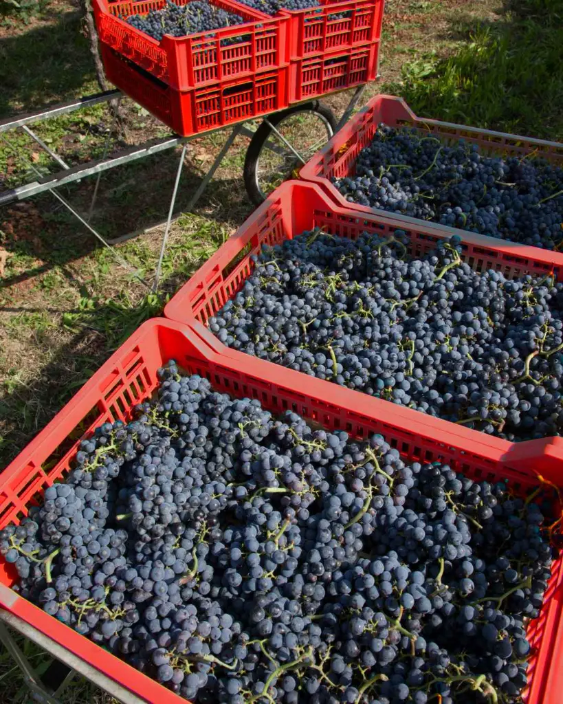 rino-sartori-experience-veneto-grapes.webp