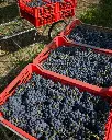 rino-sartori-experience-veneto-grapes.webp