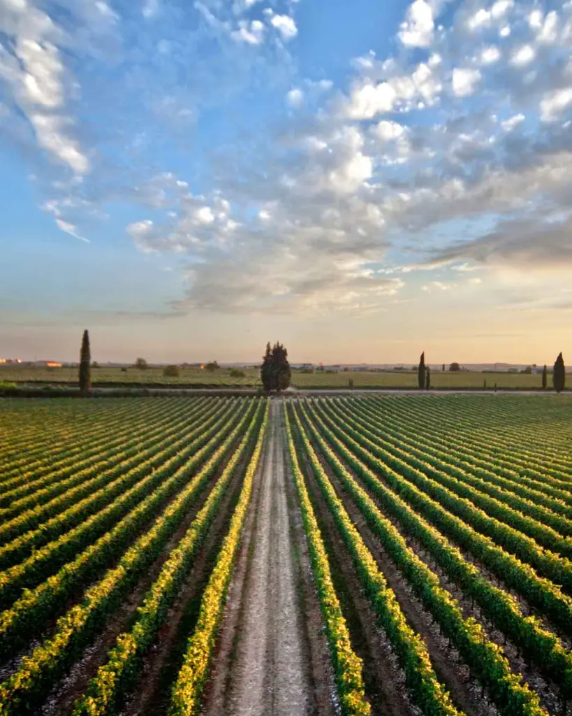 rino-sartori-experience-and-tasting-vineyards-view.webp