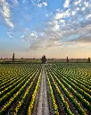 rino-sartori-experience-and-tasting-vineyards-view.webp