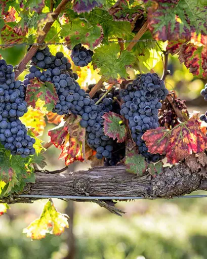Italy, Umbria, Cantina Fratelli Pardi - All Red Wines