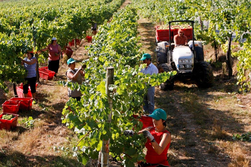 Quinta da Raza - A trip through the “Vinhos Verdes” of the Basto Region