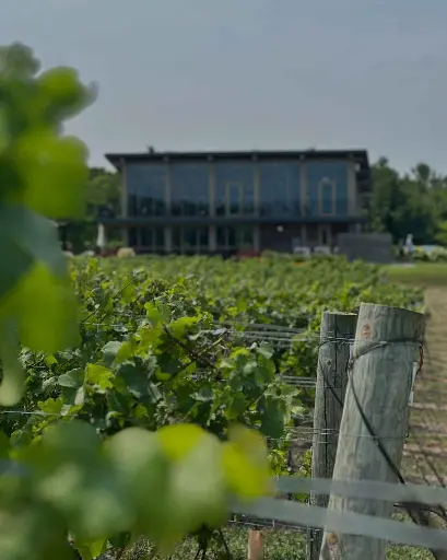 Canada, Ontario, Cave Spring Vineyard - The Cellar Experience