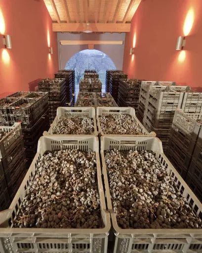 Italy, Veneto, La Dama S.S.A. - Vertical of Amarone