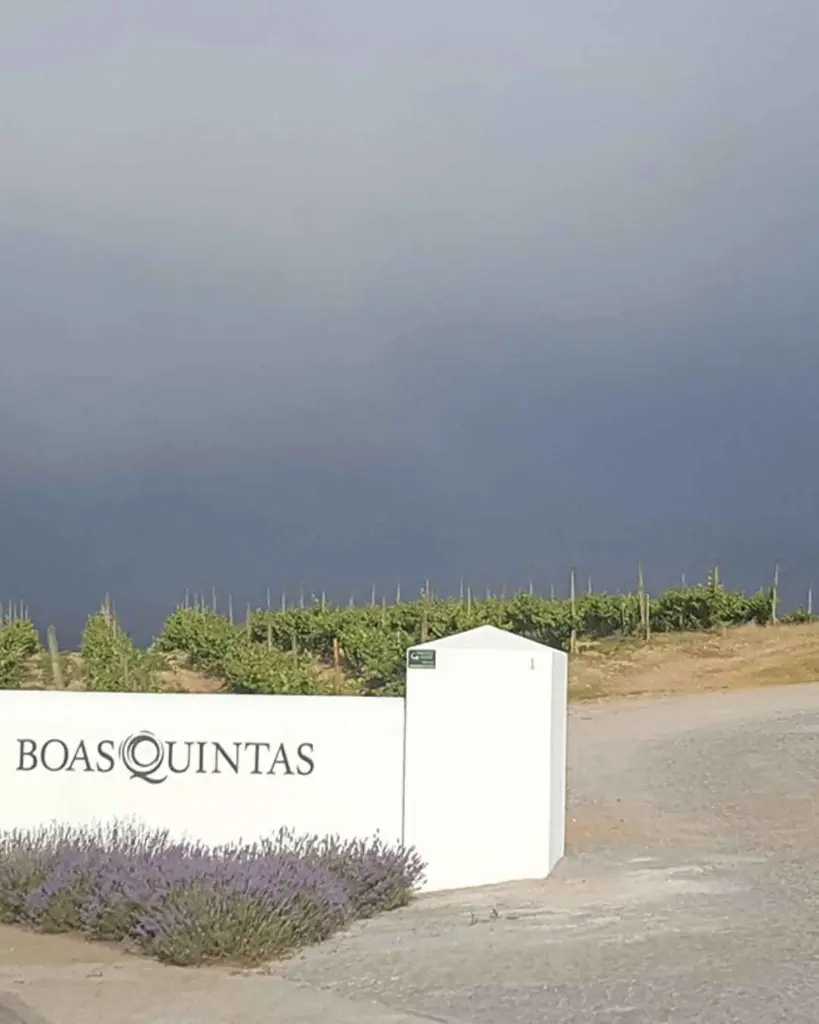 boas-quintas-portugal-wine-experience.webp