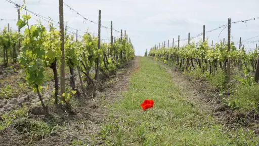 Bulgaria, Thracian Valley, From Plovdiv - From Vine to Table: Discovering Thracian Wines & Countryside Flavors