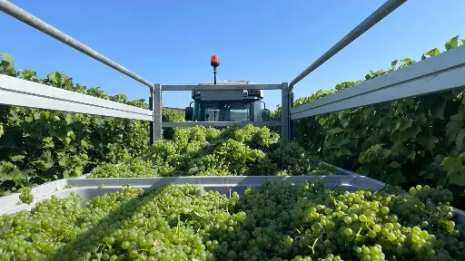 Bulgaria, Thracian Valley, From Plovdiv - From Vine to Table: Discovering Thracian Wines & Countryside Flavors