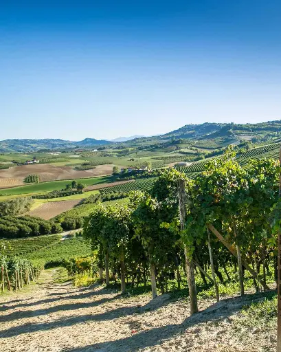 Italy, Piedmont, Bel Colle - Nebbiolo & Tradition