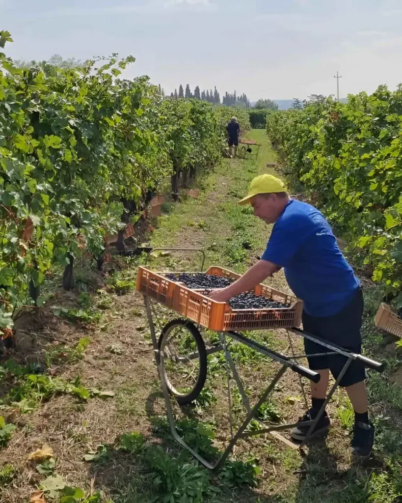 vineyard-valpolicella.webp