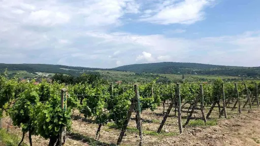 Slovakia, From Bratislava - Private Small Carpathian Wine Discovery