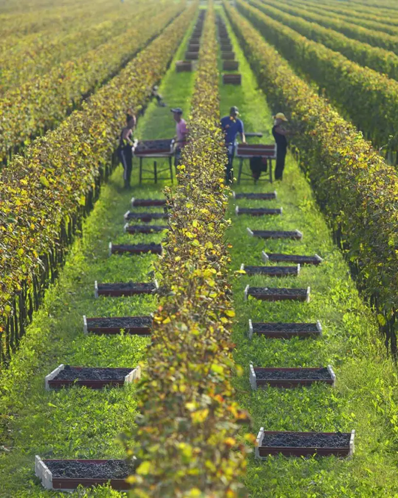 grape-harvest-de-stefani-winery-italy.webp