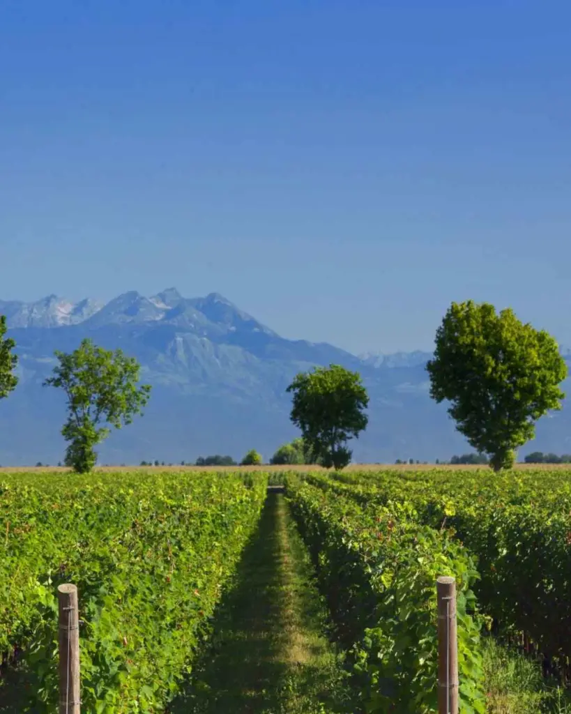 vineyards-de-stefani-winery-venice-italy.webp