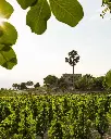 tenuta-belguardo-tuscany-italy.webp