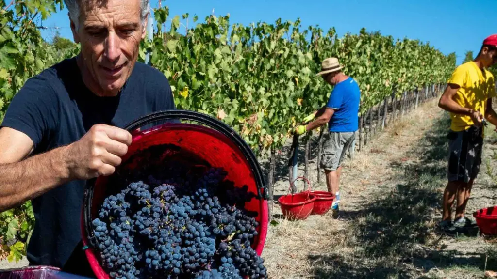 grape-harvest-near-rimini-italy.webp