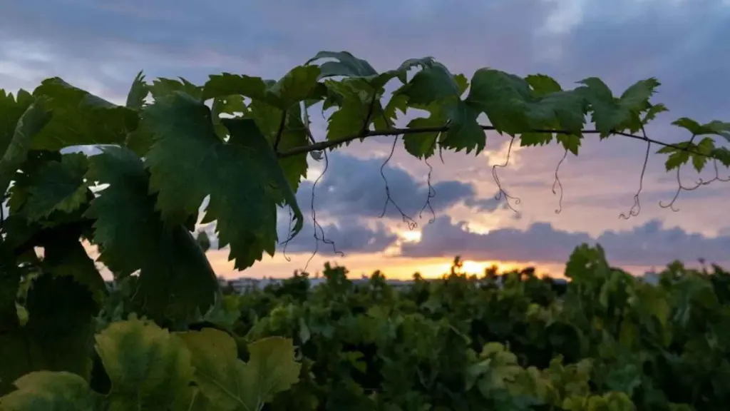 vineyards-apulia-italy.webp