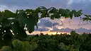 vineyards-apulia-italy.webp