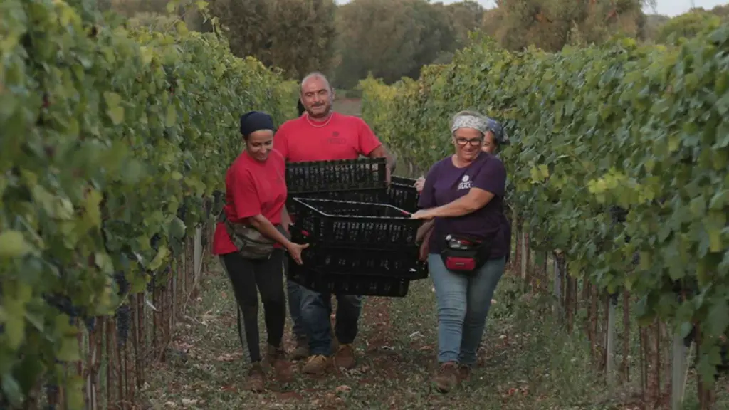 grape-harvest-apulia-italy.webp