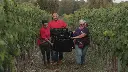 grape-harvest-apulia-italy.webp