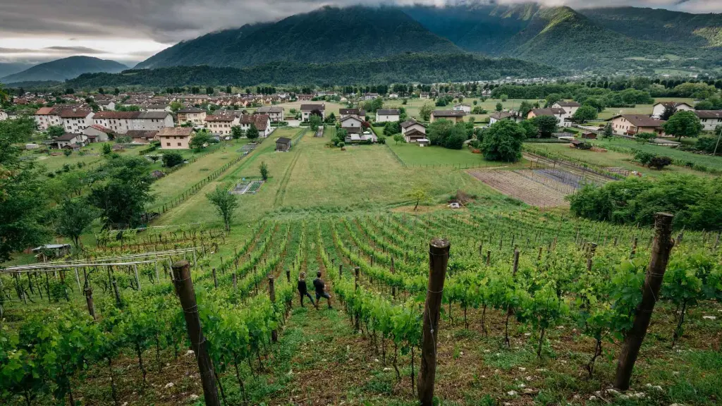 de-bacco-vineyards-veneto-italy-dolomites.webp