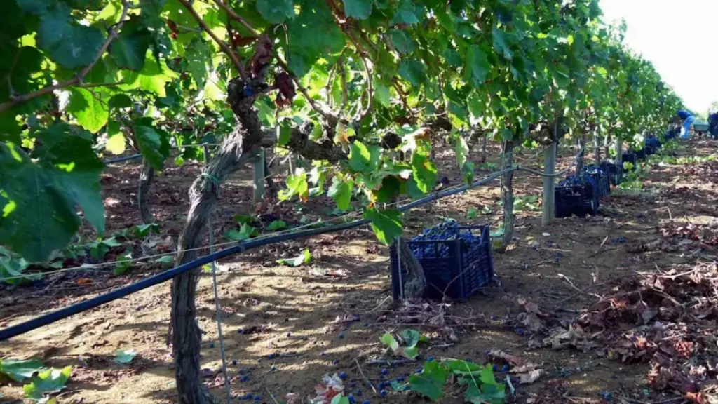 grape-harvest-ragusa-sicily.webp