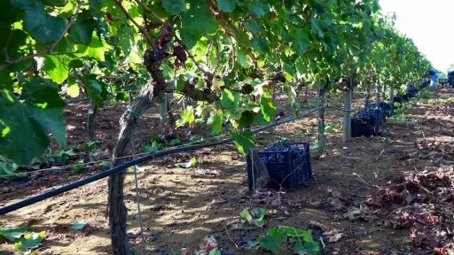 Italy, Sicily, Ragusa - Winery Tour with Wine Tasting & Local Food near Ragusa