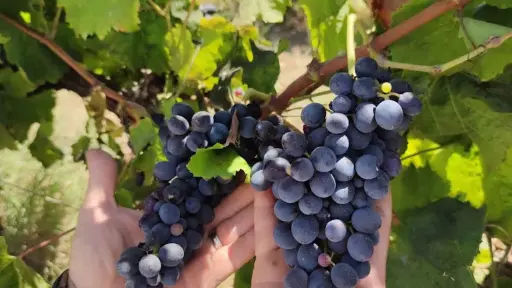 Italy, Sicily, Ragusa - Winery Tour with Wine Tasting & Local Food near Ragusa