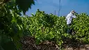cantina-chitarra-vineyard-sicily.webp