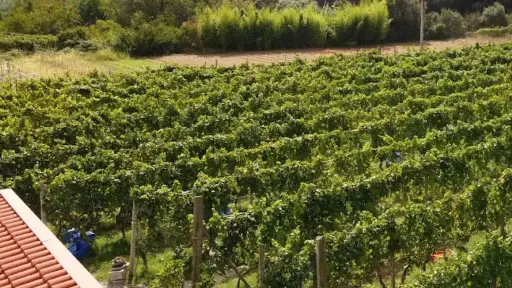 Italy, Liguria, Savona - Winery & Vineyard Tour with Wine Tasting & Food in Albenga