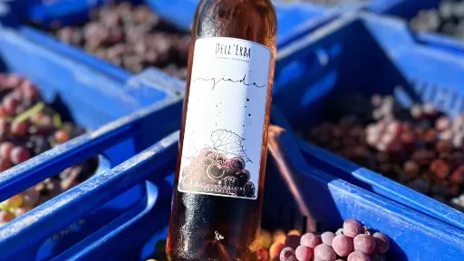 Italy, Liguria, Savona - Winery & Vineyard Tour with Wine Tasting & Food in Albenga
