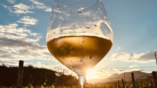 Italy, Liguria, Savona - Winery & Vineyard Tour with Wine Tasting & Food in Albenga